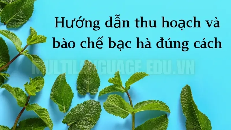 Công dụng tuyệt vời của cây bạc hà trong y học cổ truyền 7