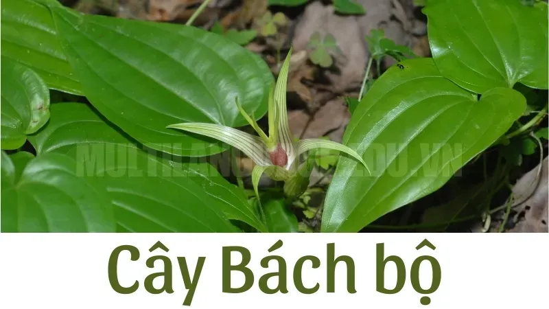 Cây bách bộ – Thảo dược quý trị ho và viêm phế quản  1