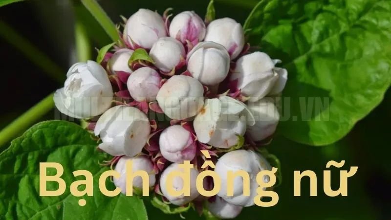 Cách sử dụng cây bạch đồng nữ hỗ trợ điều trị viêm nhiễm 4