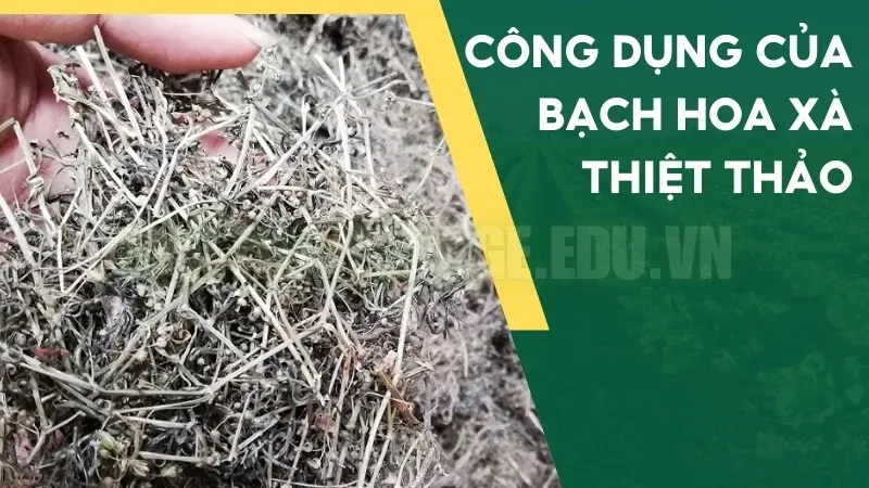 Cây Bạch Hoa Xà Thiệt Thảo - Bí quyết tự nhiên thanh lọc cơ thể 2