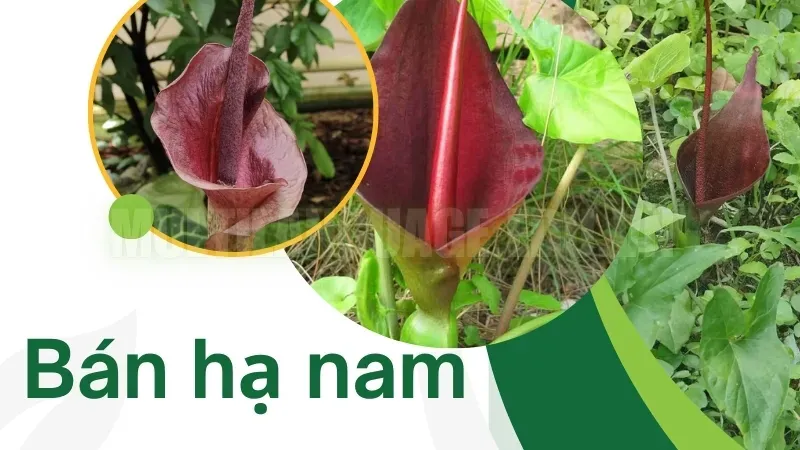 Cây bán hạ nam - Bí quyết hỗ trợ sức khỏe từ thiên nhiên 1