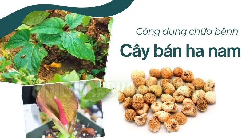 Cây bán hạ nam - Bí quyết hỗ trợ sức khỏe từ thiên nhiên 6