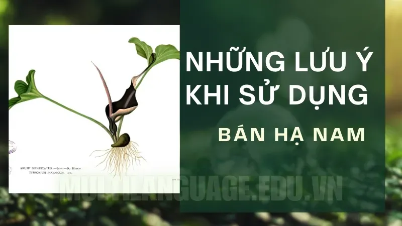 Cây bán hạ nam - Bí quyết hỗ trợ sức khỏe từ thiên nhiên 2