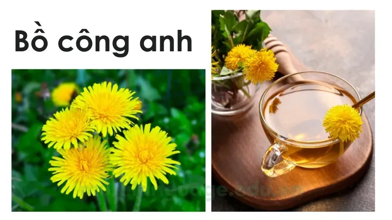 Cây bồ công anh là gì? Cách sử dụng bồ công anh đúng cách 1