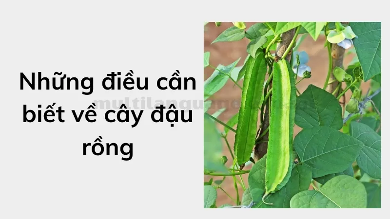 cách trồng cây đậu rồng 1