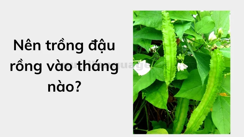 cách trồng cây đậu rồng 2