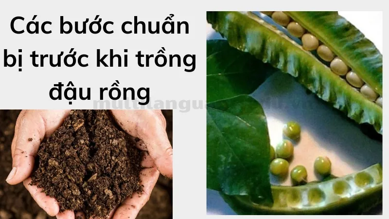 cách trồng cây đậu rồng 3