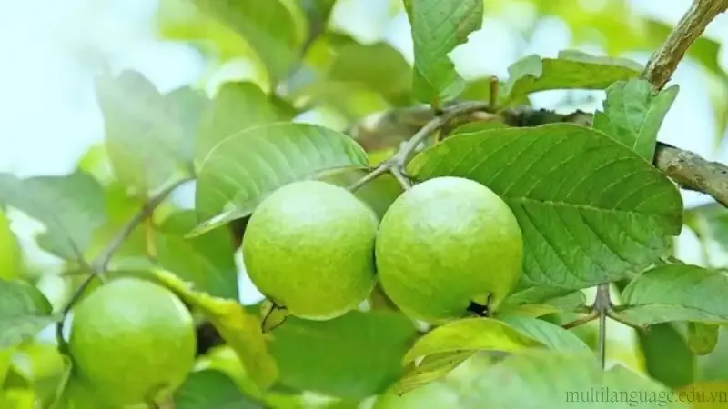 Hướng dẫn cách trồng cây ổi sai quả, đạt năng suất cao