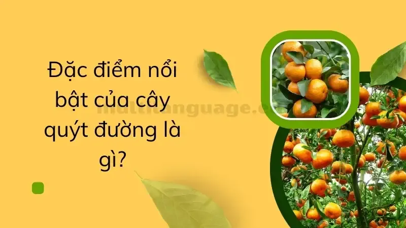 cách trồng cây quýt 1