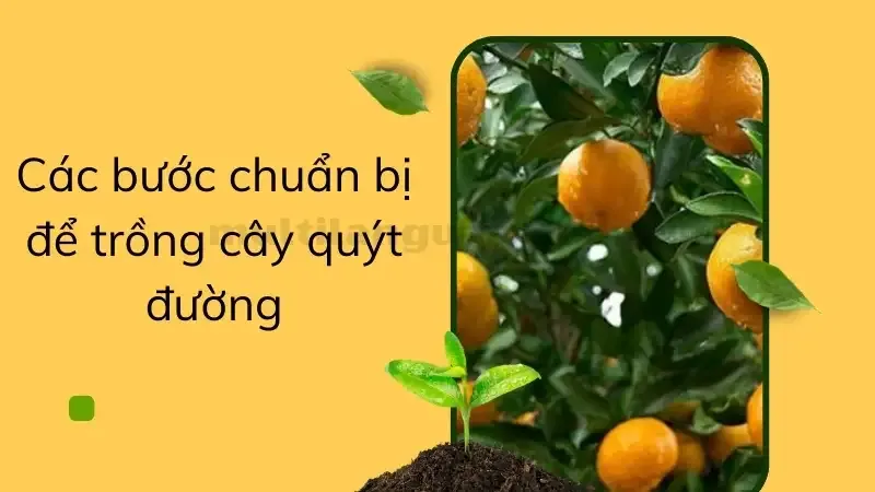 cách trồng cây quýt 2