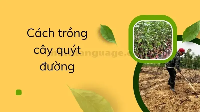 cách trồng cây quýt 4