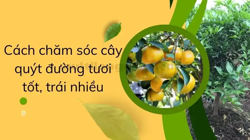 cách trồng cây quýt 5