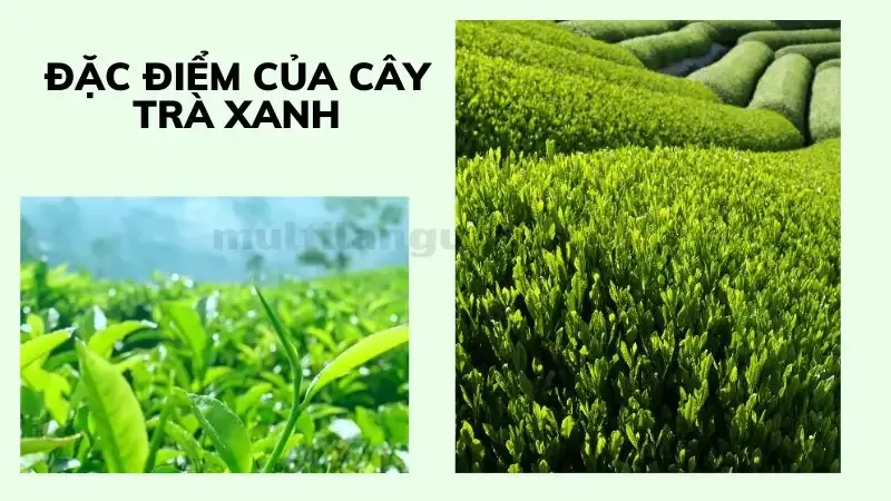 cách trồng cây trà xanh 1