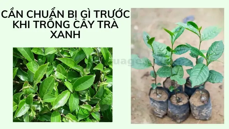 cách trồng cây trà xanh 3