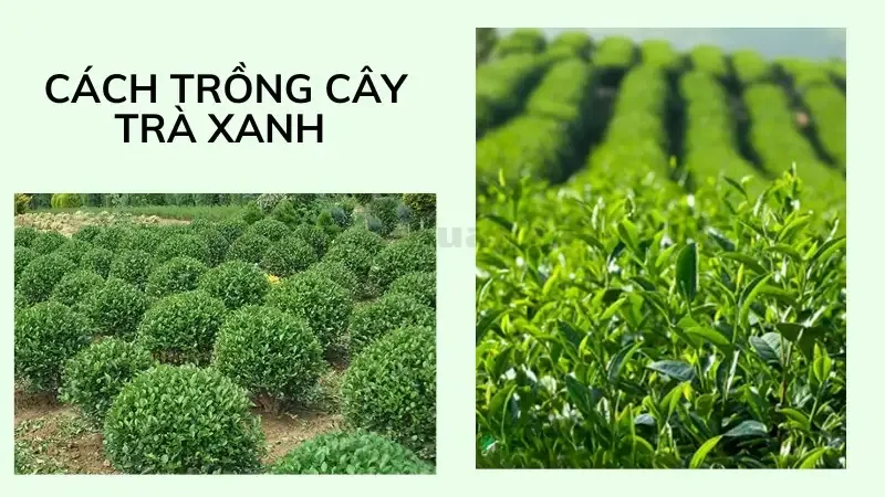 cách trồng cây trà xanh 6