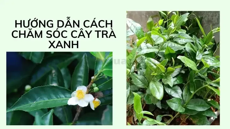 cách trồng cây trà xanh 9