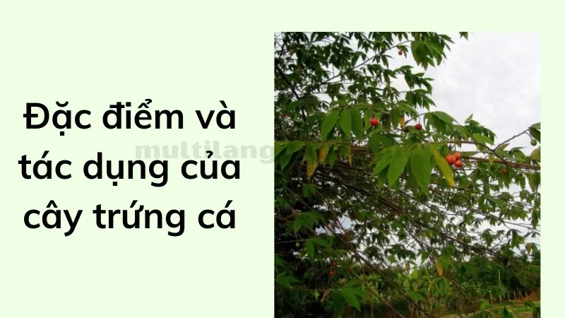 cách trồng cây trứng cá 1