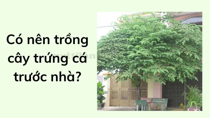 cách trồng cây trứng cá 2