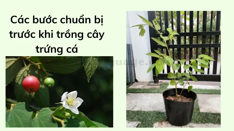 cách trồng cây trứng cá 3