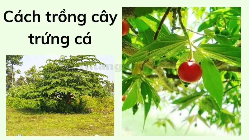 cách trồng cây trứng cá 5