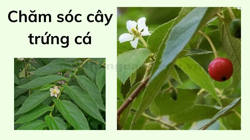 cách trồng cây trứng cá 6