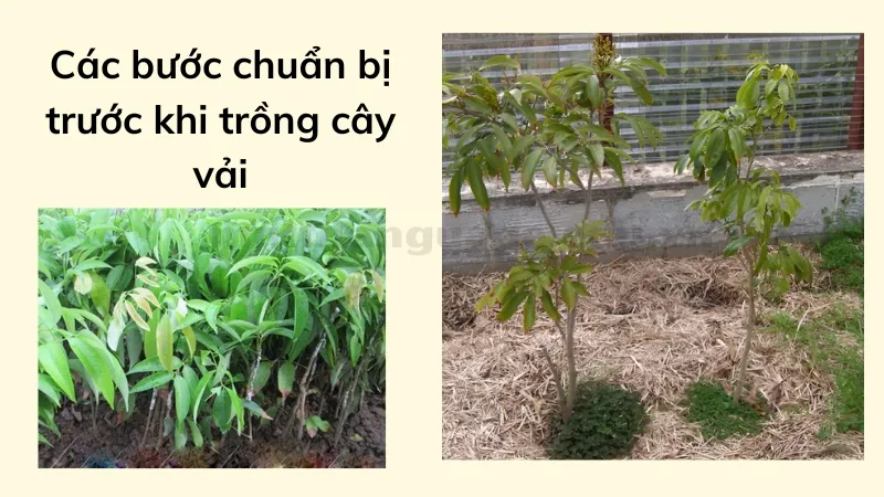 cách trồng cây vải 1