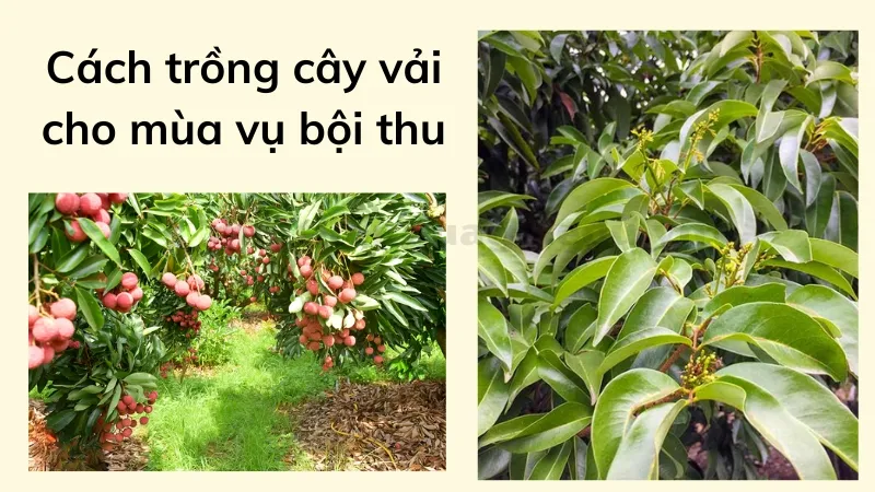 cách trồng cây vải 5