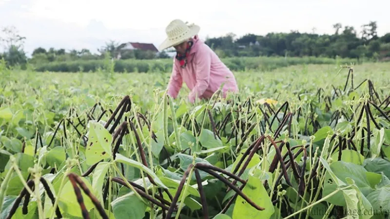 cách trồng đậu xanh 7