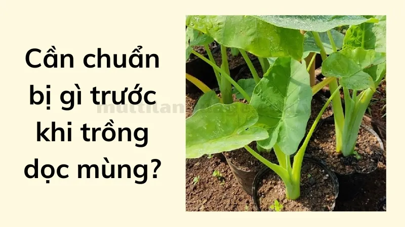 cách trồng dọc mùng 1