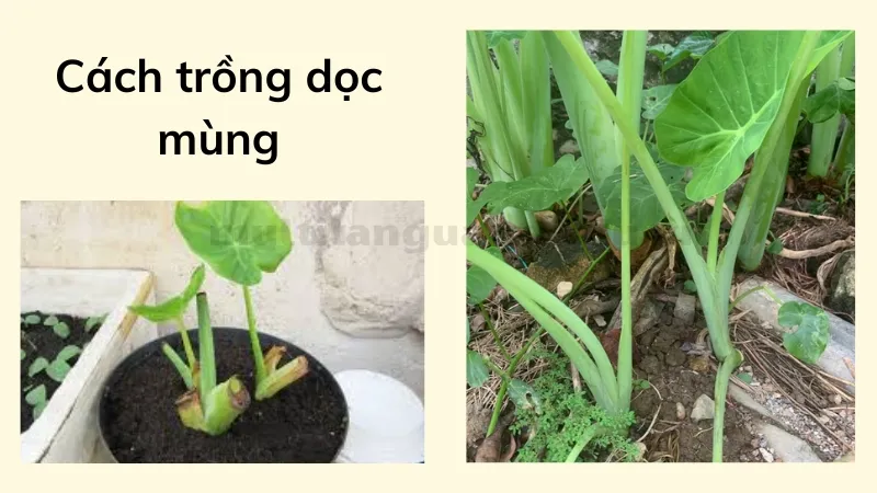 cách trồng dọc mùng 2