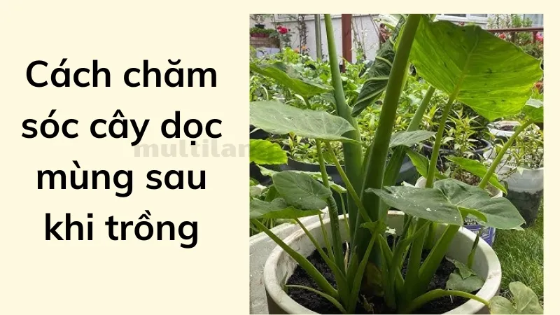 cách trồng dọc mùng 3