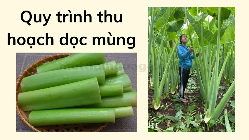 cách trồng dọc mùng 4