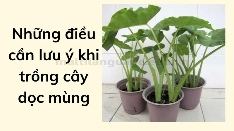 cách trồng dọc mùng 5