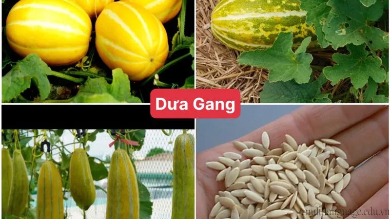 cách trồng dưa gang 3