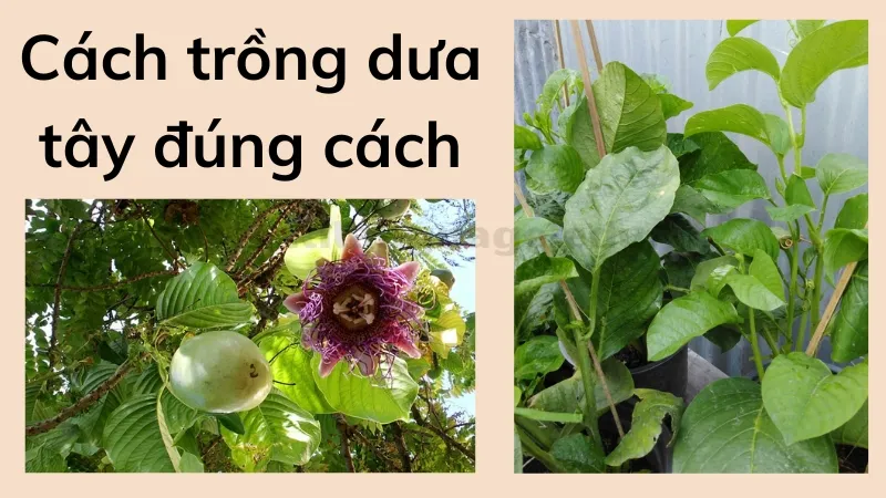 cách trồng dưa tây 4