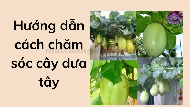 cách trồng dưa tây 3