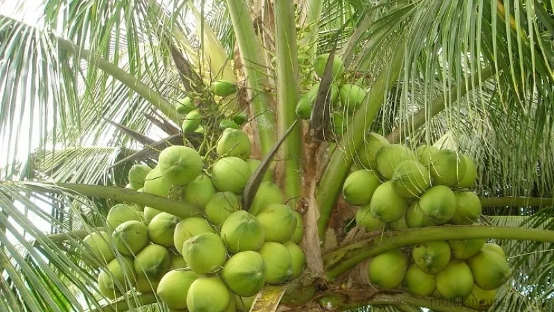 Cách trồng dừa xiêm lùn cho năng suất cao và ít sâu bệnh