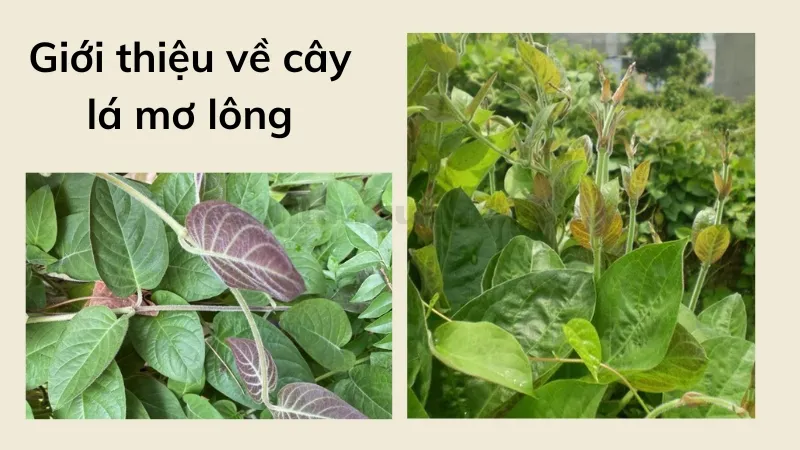 cách trồng lá mơ lông 1