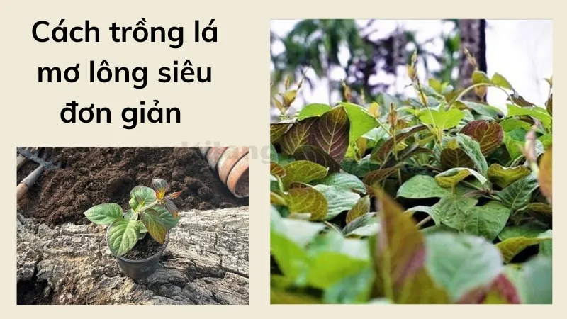 cách trồng lá mơ lông 4