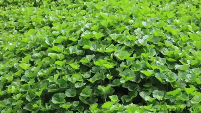 Cách trồng rau má - Đảm bảo rau sạch và đậm đà hương vị