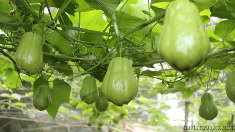 Cách trồng su su tại nhà - Từ chuẩn bị đến thu hoạch