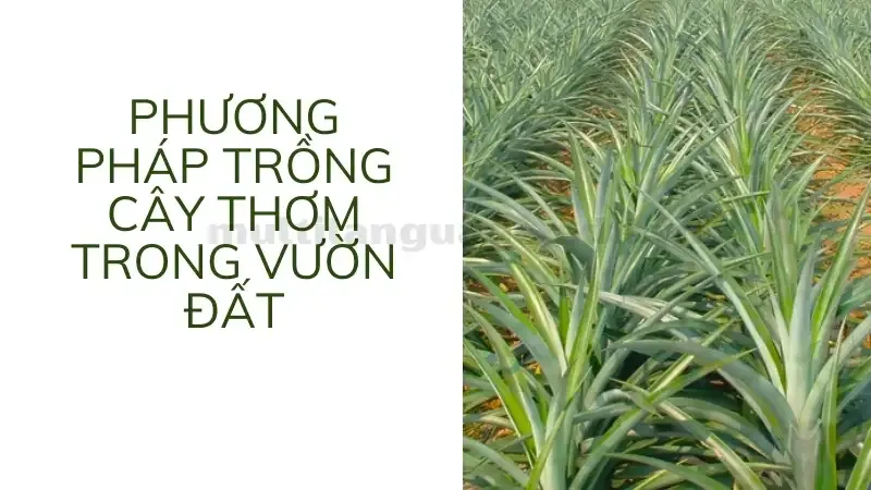 cách trồng thơm 7