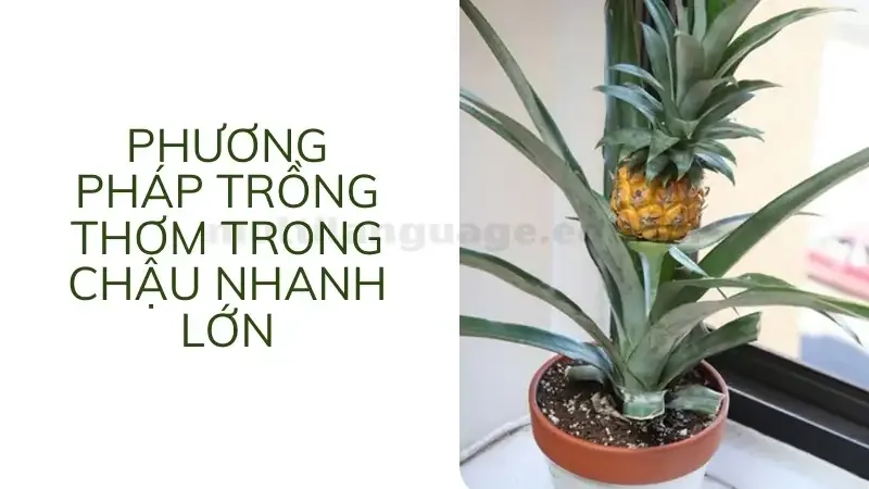 cách trồng thơm 8