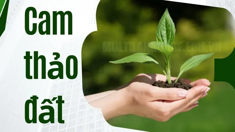 Cây cam thảo đất có tác dụng gì? Lợi ích không ngờ từ vị thuốc dân gian 1