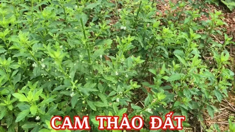 Cây cam thảo đất có tác dụng gì? Lợi ích không ngờ từ vị thuốc dân gian 2