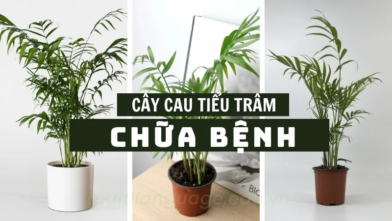 Bí quyết chọn và đặt cây cau tiểu trâm để tăng cường vận khí 1