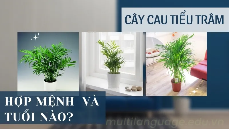 Bí quyết chọn và đặt cây cau tiểu trâm để tăng cường vận khí 3