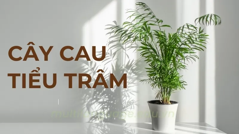 Bí quyết chọn và đặt cây cau tiểu trâm để tăng cường vận khí 7