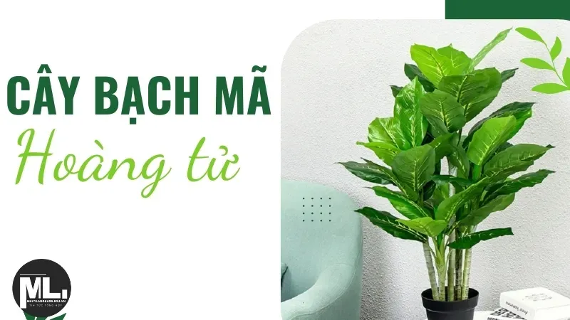 Ý nghĩa phong thủy của cây Bạch Mã Hoàng Tử - Cách chăm sóc hiệu quả 5