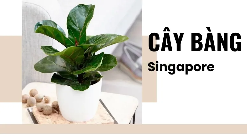 Hướng dẫn cách trồng và chăm sóc cây bàng Singapore luôn xanh tốt 1